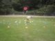 Golf2_071